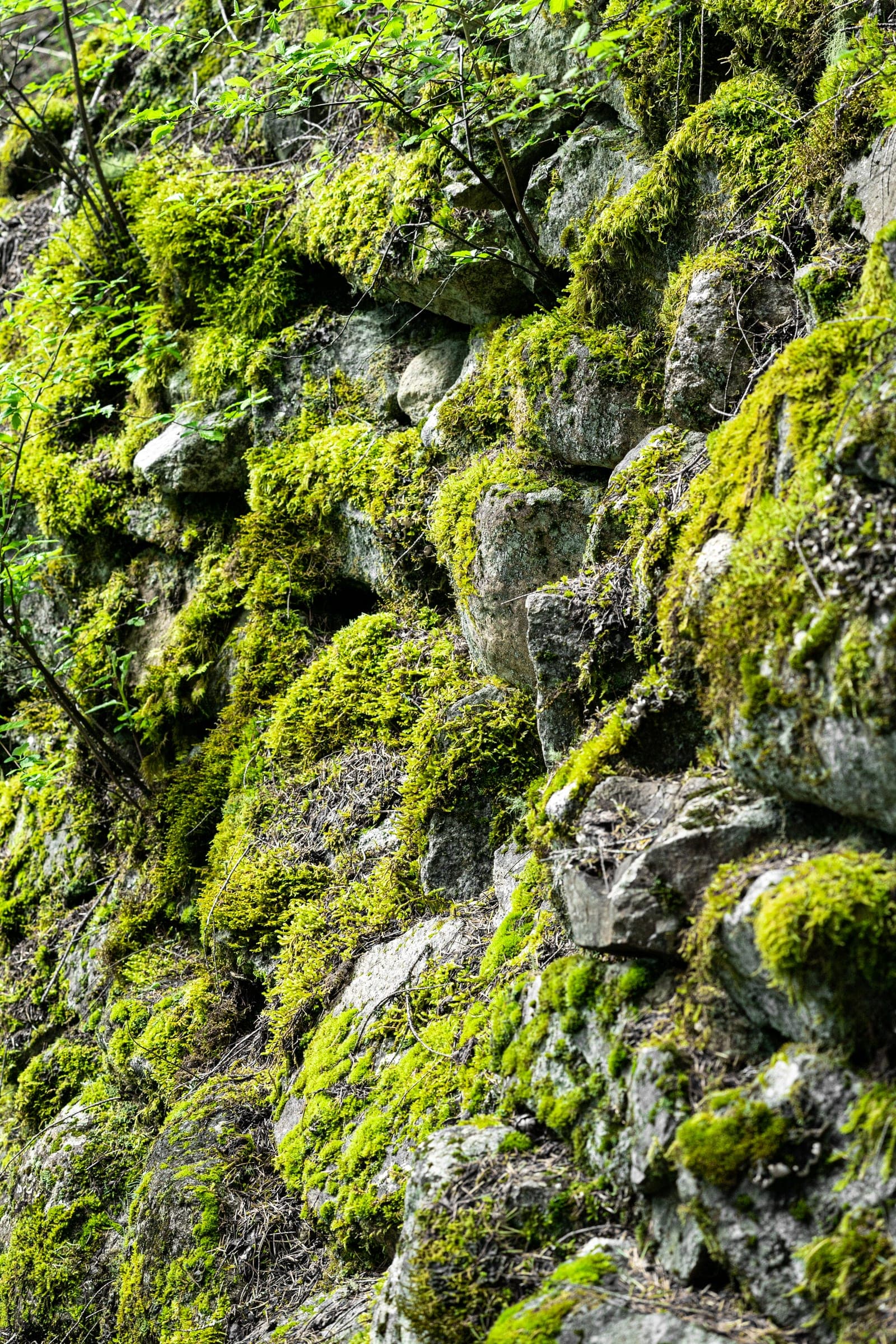 Moss-covered rock wall glowing green, North Cascades
